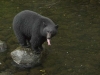 Black bear at fish hatchery-600.jpg